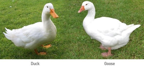 Duck down Goose down