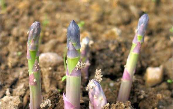Asparagus