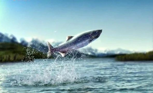 Salmon