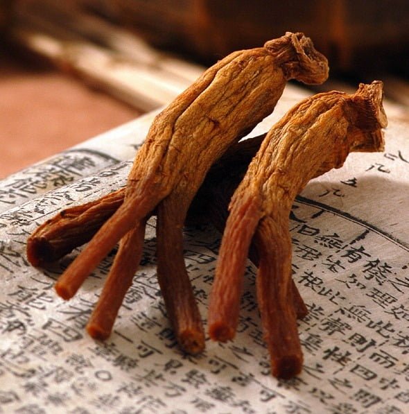 red_ginseng_01