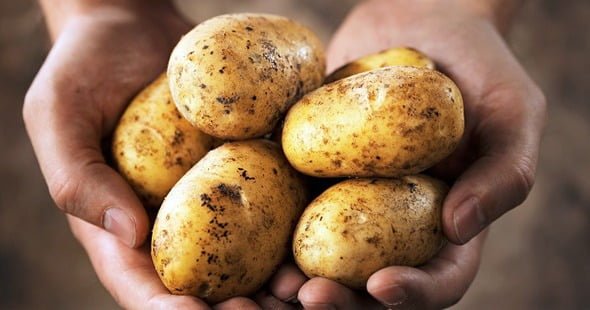 potatoes